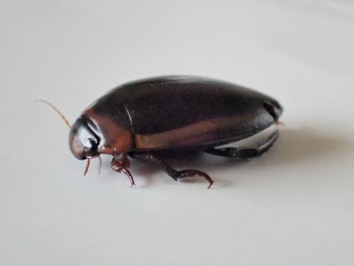 Réf. 321 165 : Hydaticus seminiger